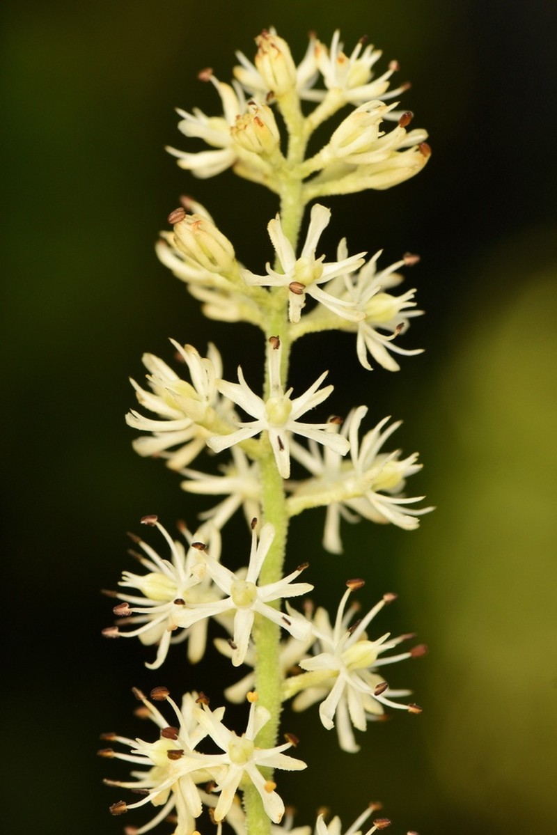 Coastal False Asphodel photo 6
