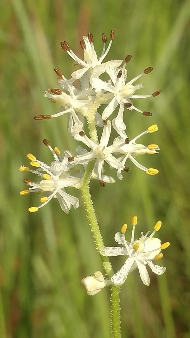 Coastal False Asphodel photo 7