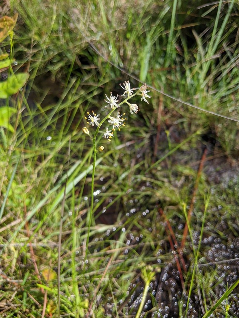 Coastal False Asphodel photo 8