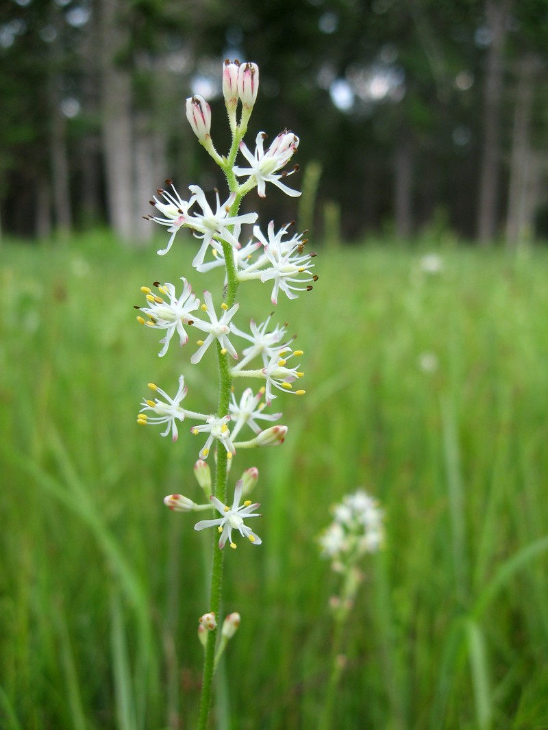 Coastal False Asphodel
