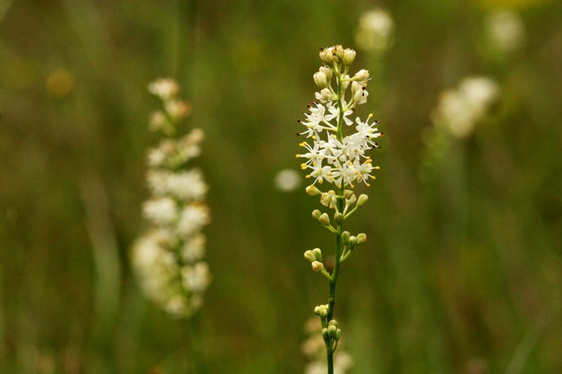 Coastal False Asphodel photo 2