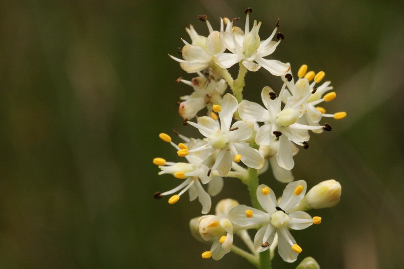 Coastal False Asphodel photo 3