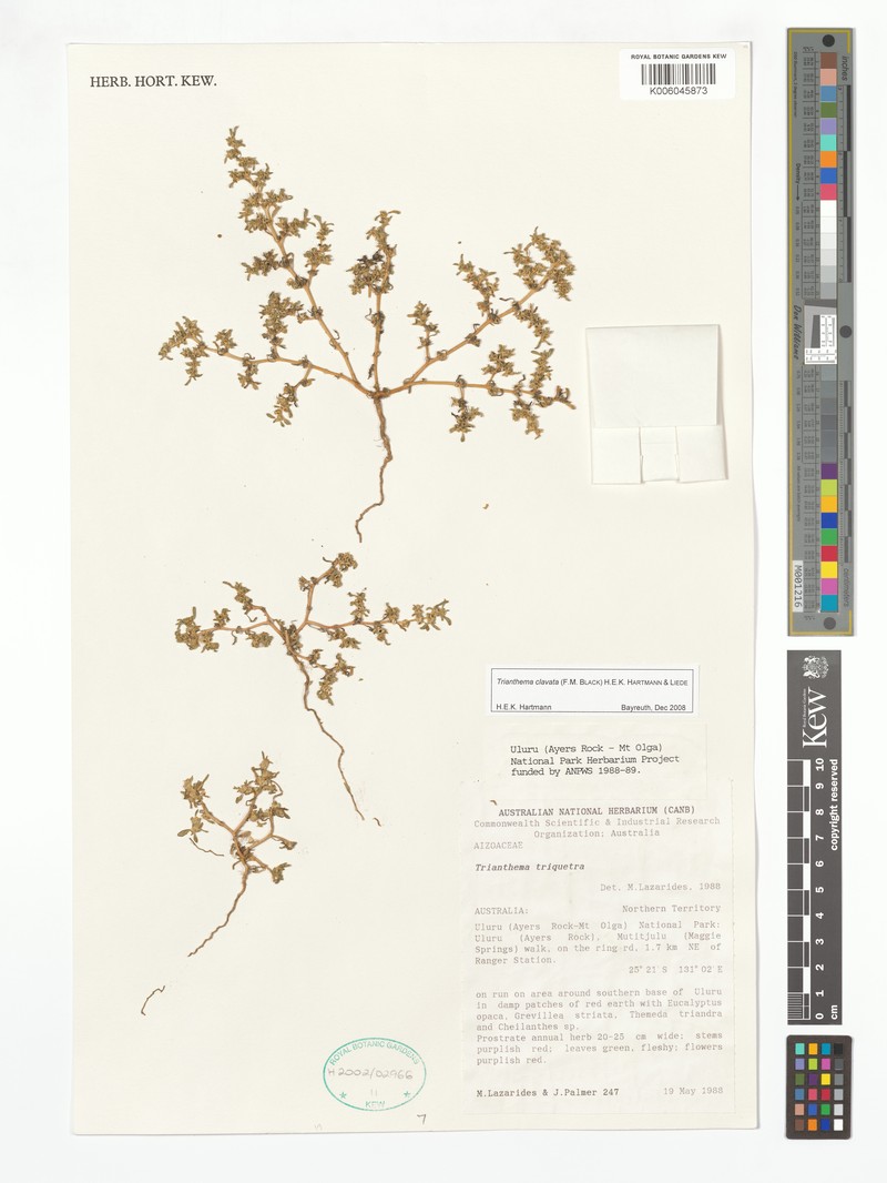 Trianthema clavatum