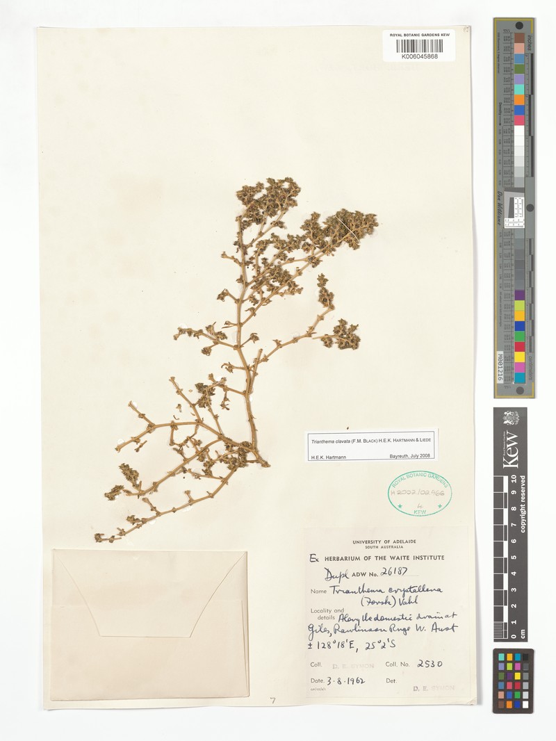 Trianthema clavatum photo 2