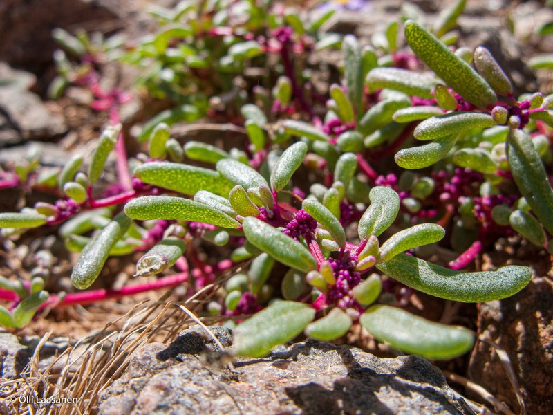 Trianthema corymbosum