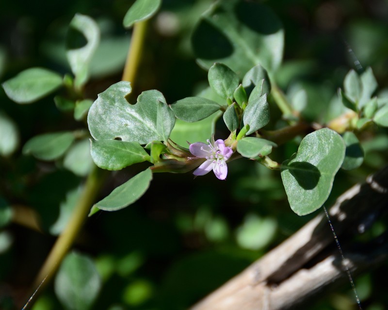 Desert Horsepurslane photo 2