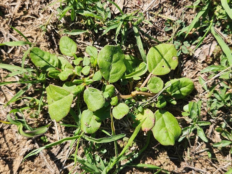 Desert Horsepurslane photo 3