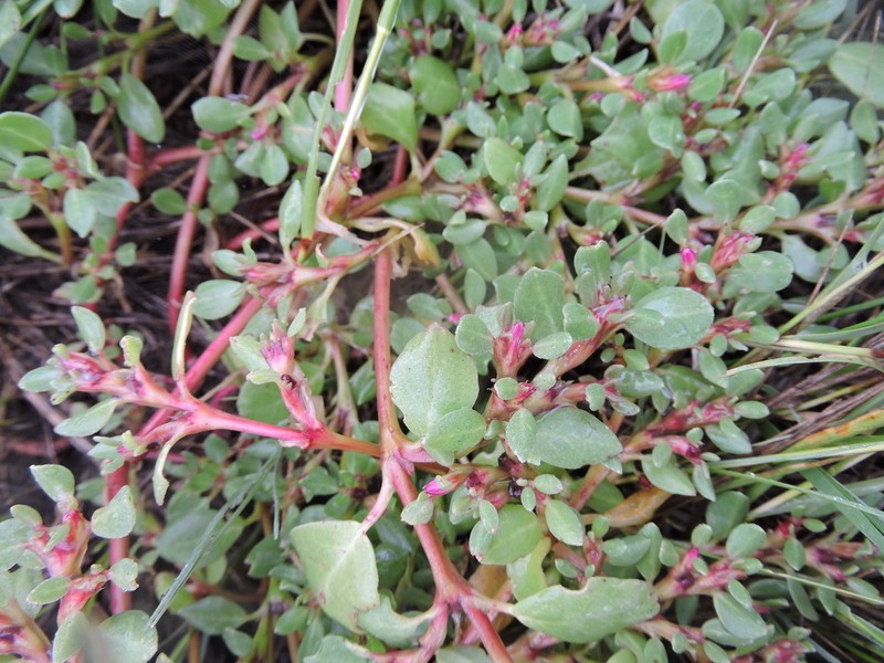 Desert Horsepurslane photo 4
