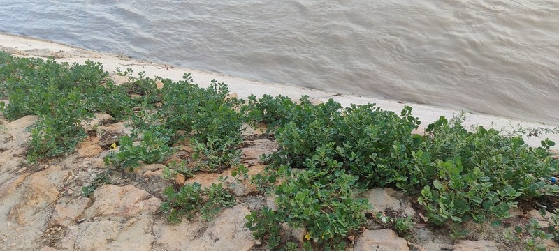 Desert Horsepurslane photo 5