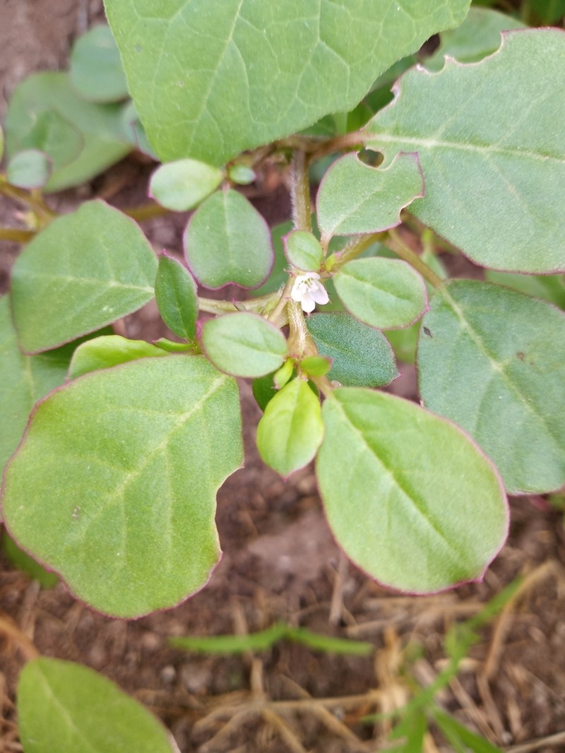 Desert Horsepurslane photo 6