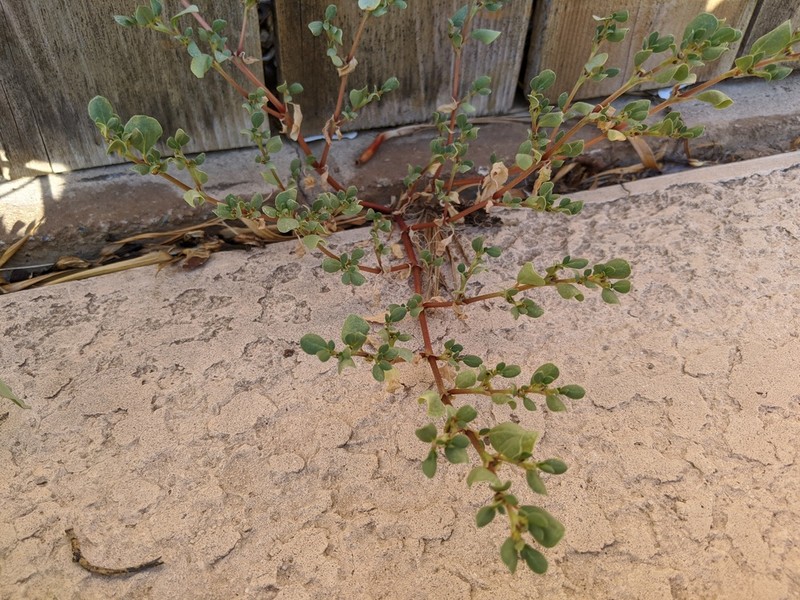 Desert Horsepurslane photo 7