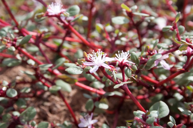 Desert Horsepurslane