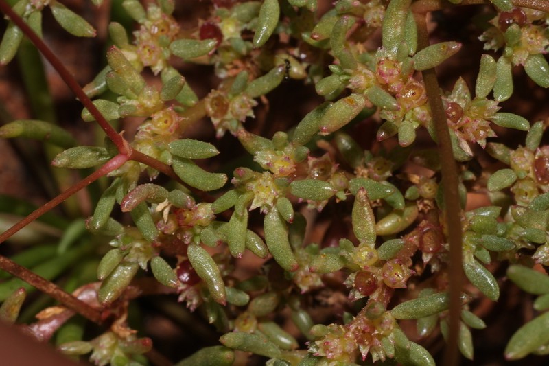 Trianthema ufoense