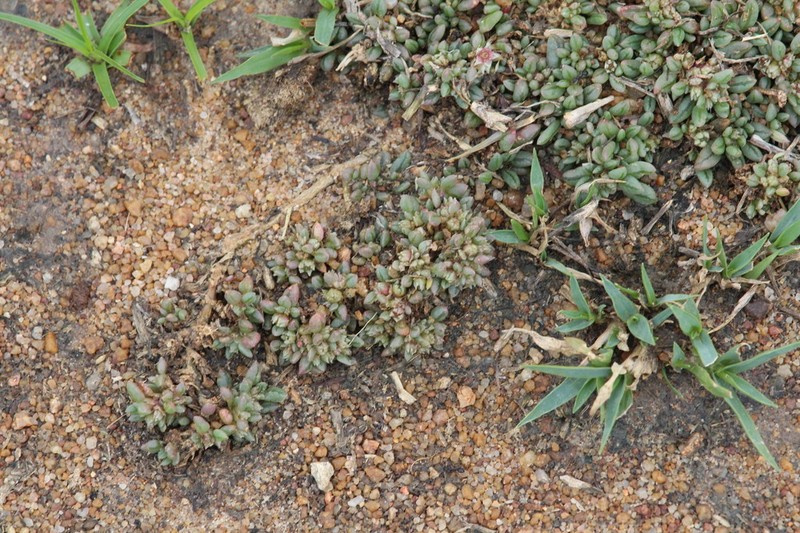 Trianthema vleiense