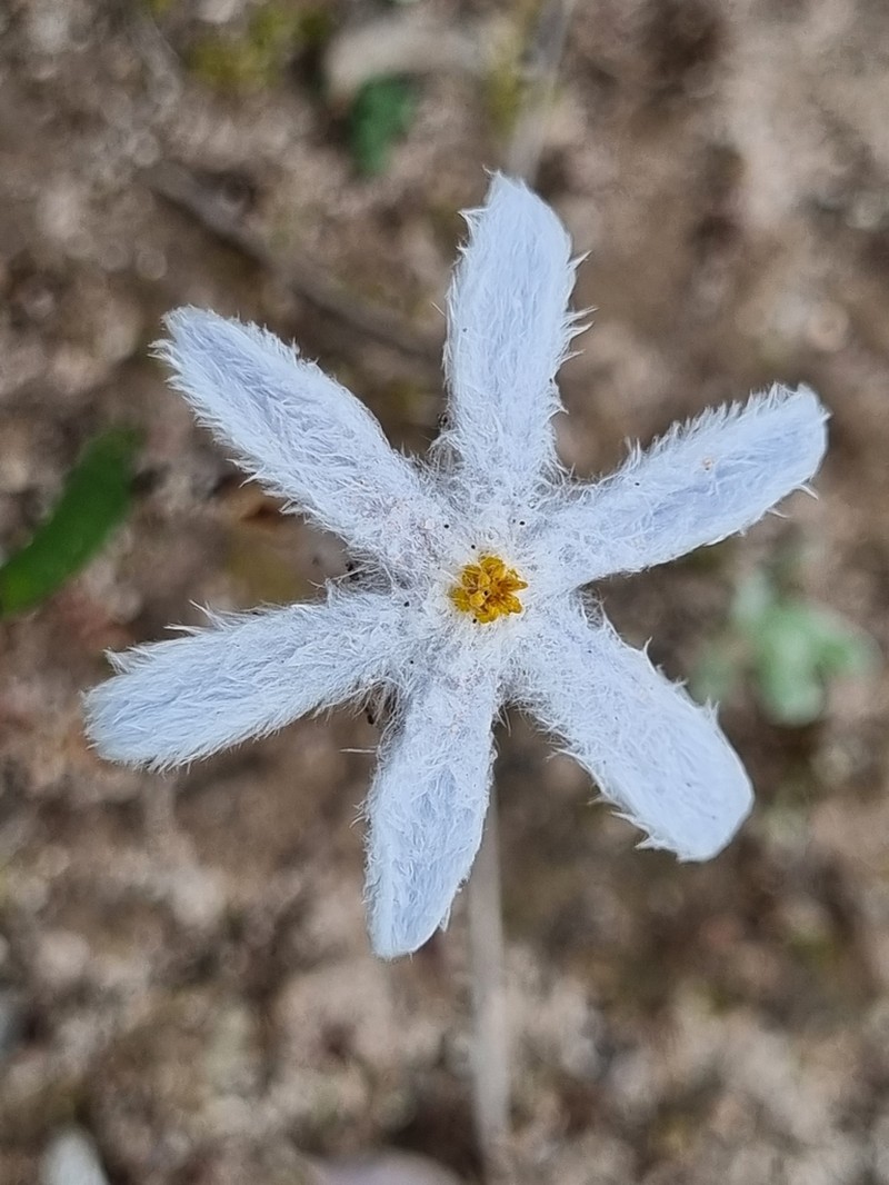 Tribonanthes elongata