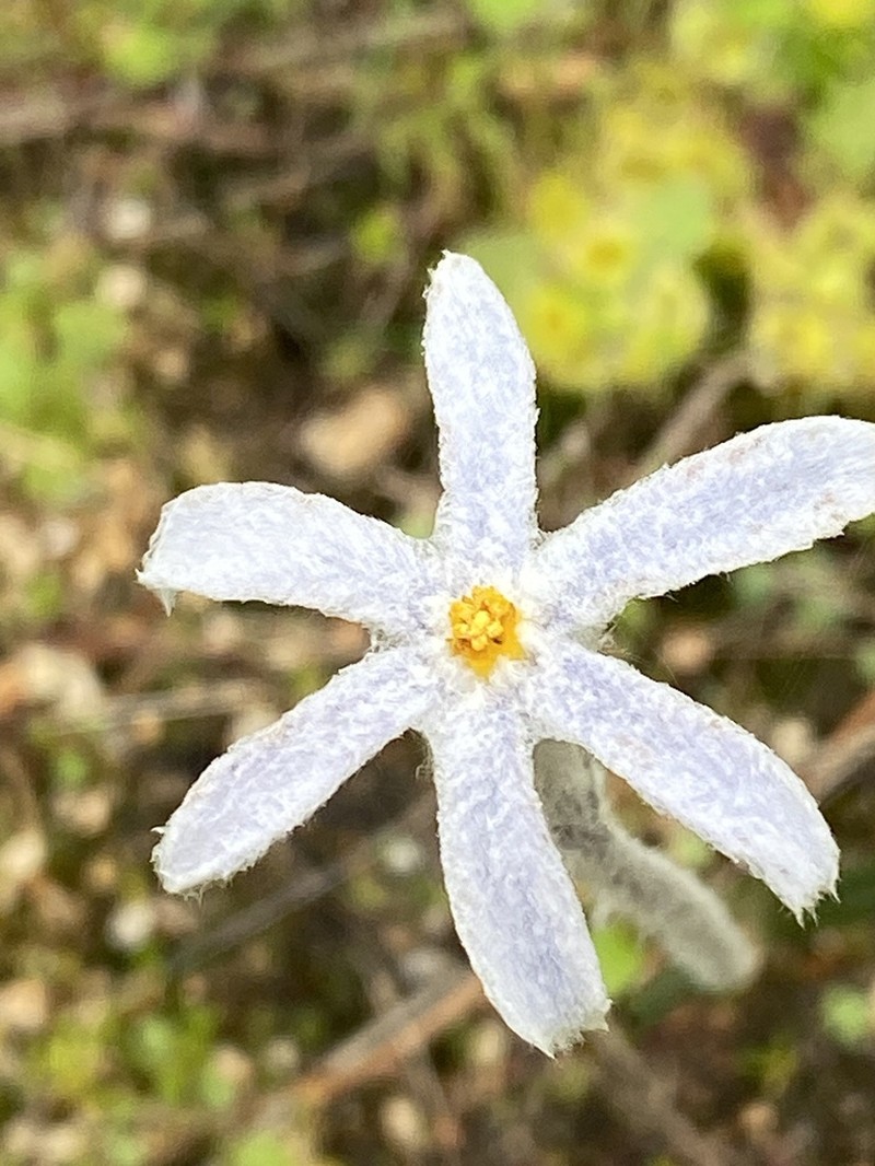 Tribonanthes elongata photo 2