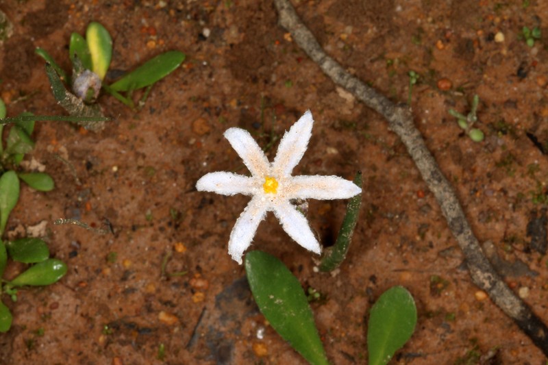 Tribonanthes elongata photo 3