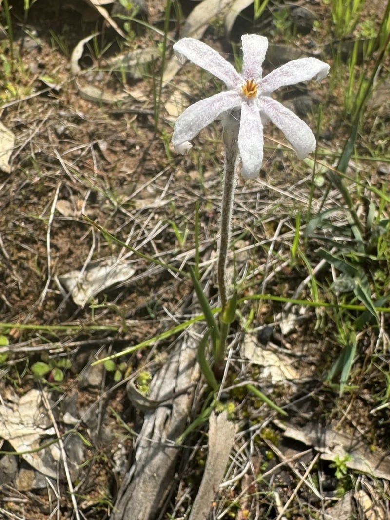 Tribonanthes elongata photo 4