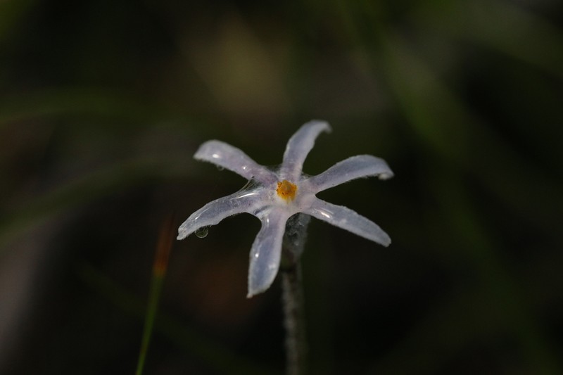 Tribonanthes elongata photo 5