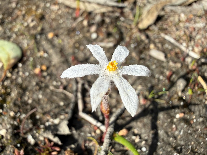 Tribonanthes elongata photo 6