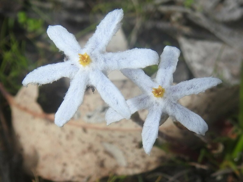 Tribonanthes elongata photo 7