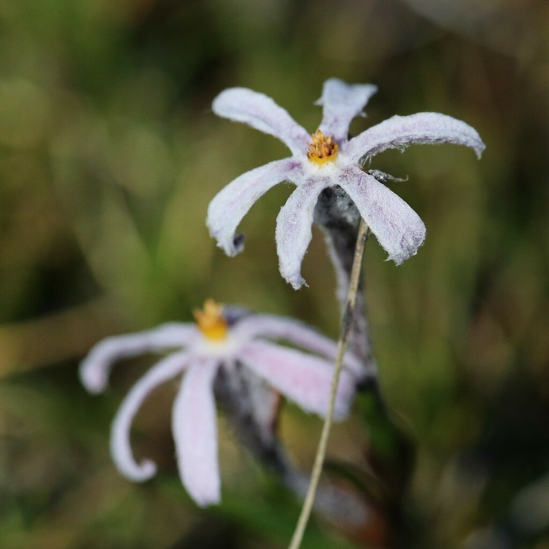 Tribonanthes elongata photo 8