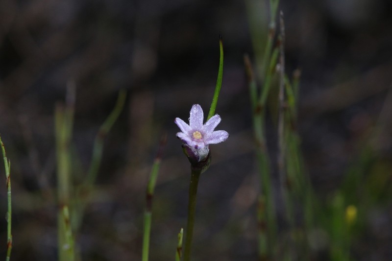 Tribonanthes keigheryi photo 3