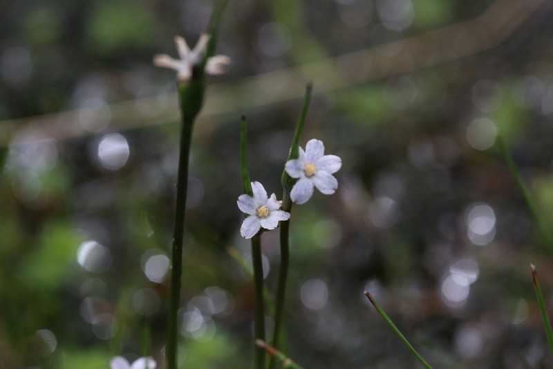 Tribonanthes keigheryi photo 4