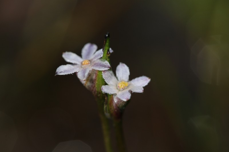 Tribonanthes keigheryi