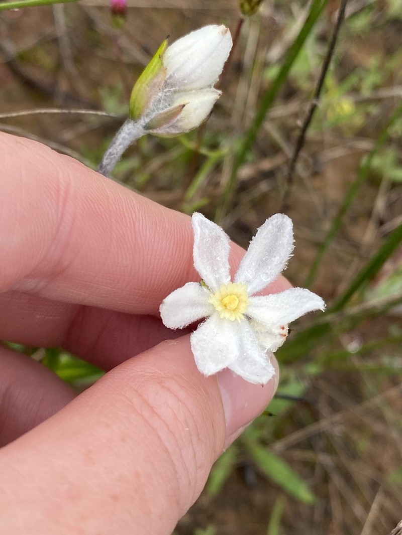 Tribonanthes monantha