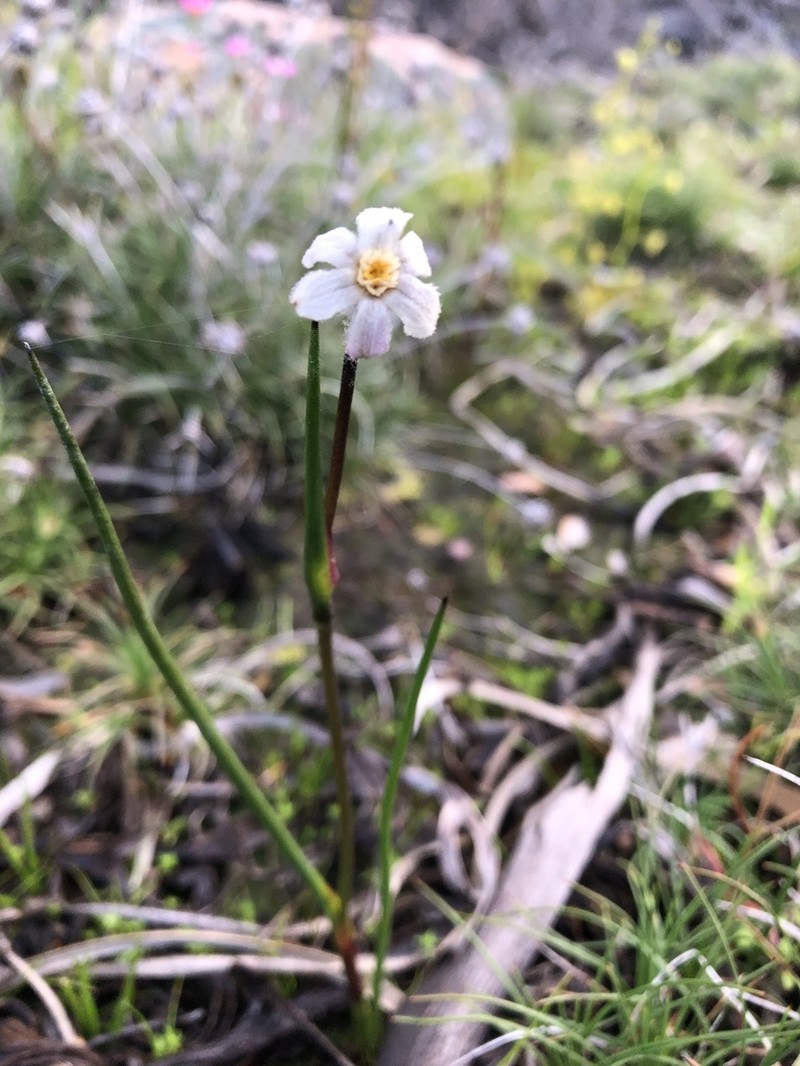 Tribonanthes monantha photo 2