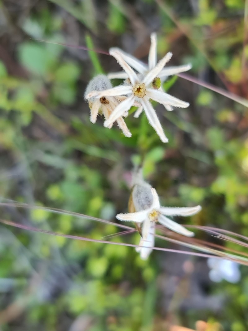 Tribonanthes monantha photo 3