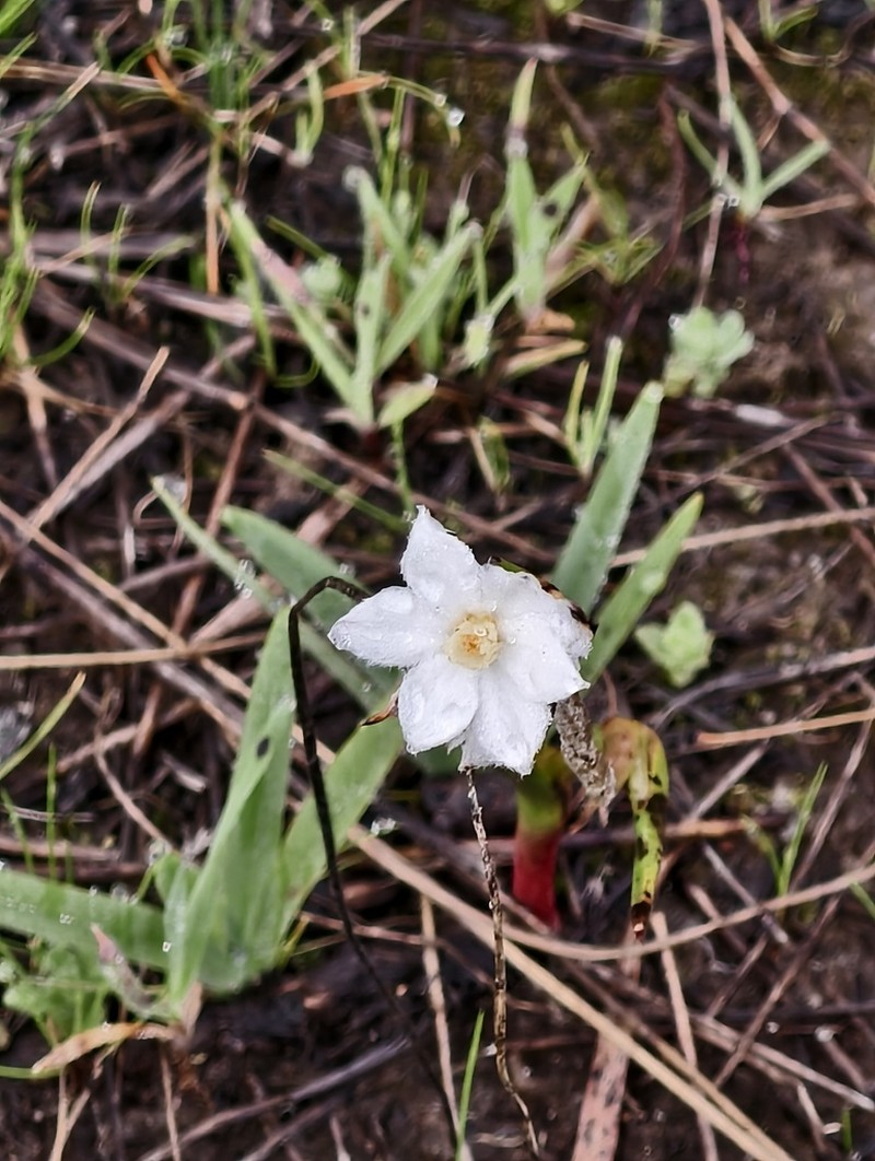 Tribonanthes monantha photo 4