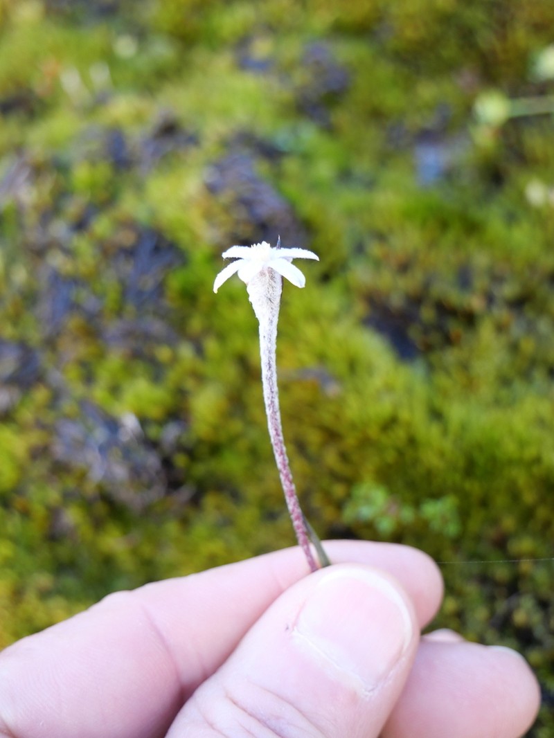 Tribonanthes monantha photo 5