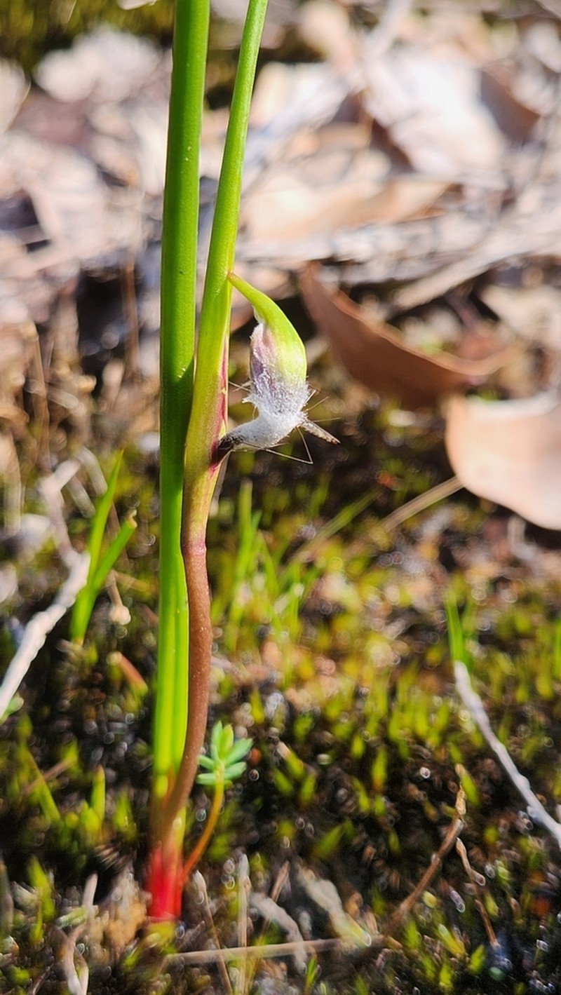 Tribonanthes monantha photo 6