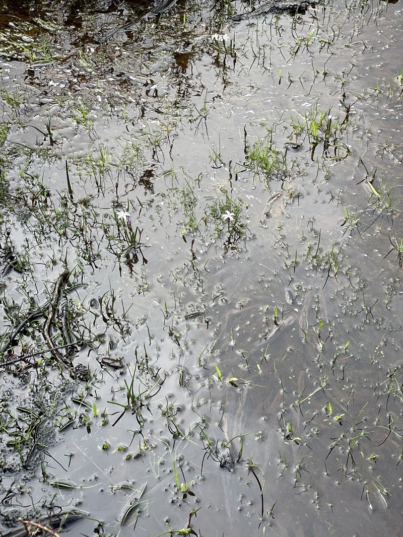 Tribonanthes porphyrea