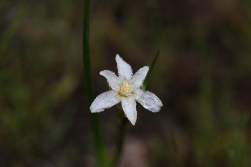 Tribonanthes porphyrea photo 2