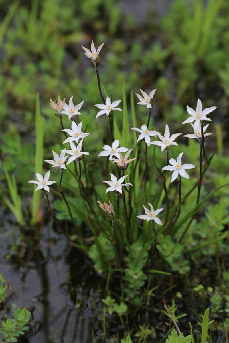 Tribonanthes porphyrea photo 3