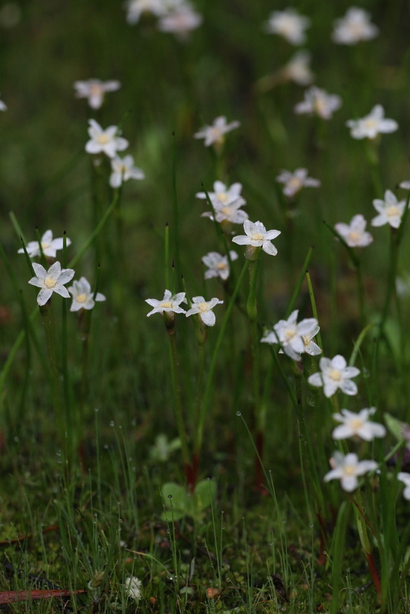 Tribonanthes porphyrea photo 4