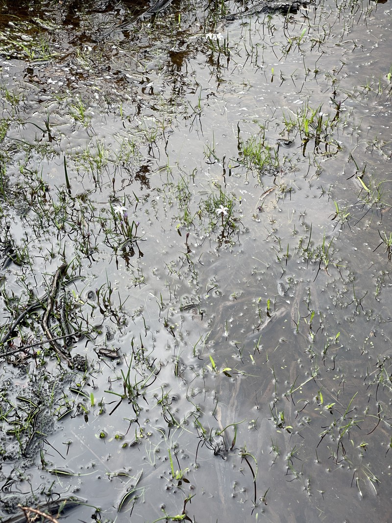 Tribonanthes porphyrea photo 5