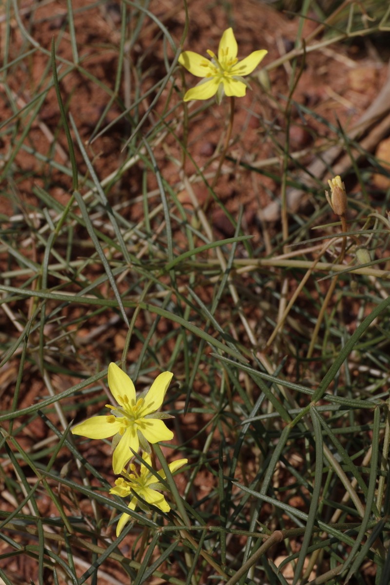 Tribulopis marliesiae