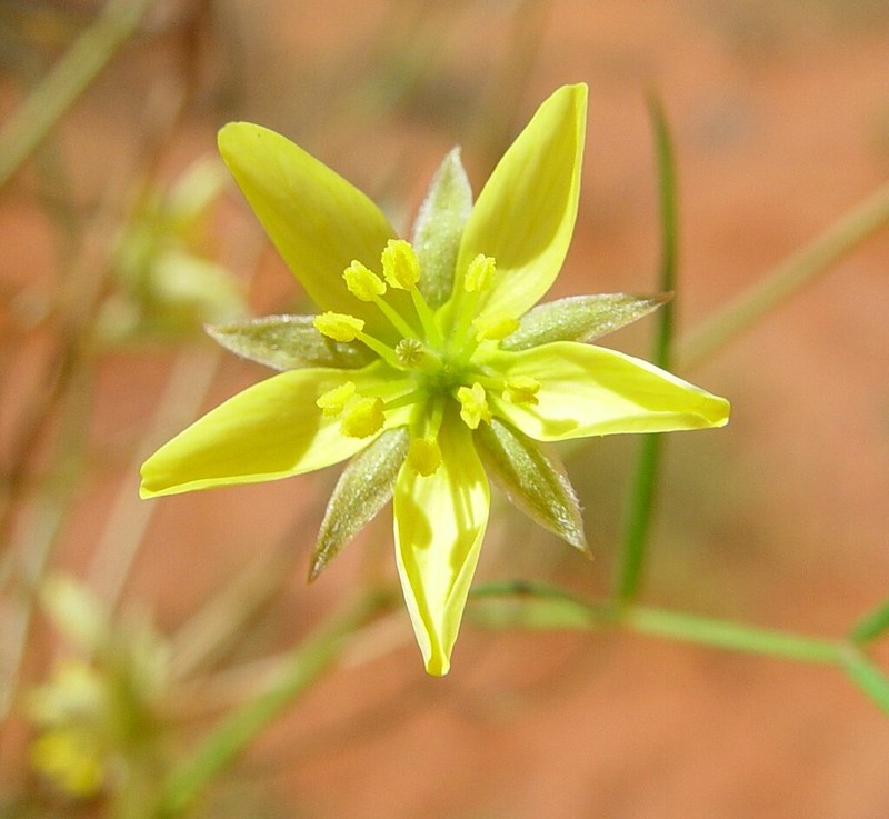 Tribulopis marliesiae photo 3