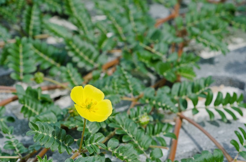 Jamaican Feverplant photo 4