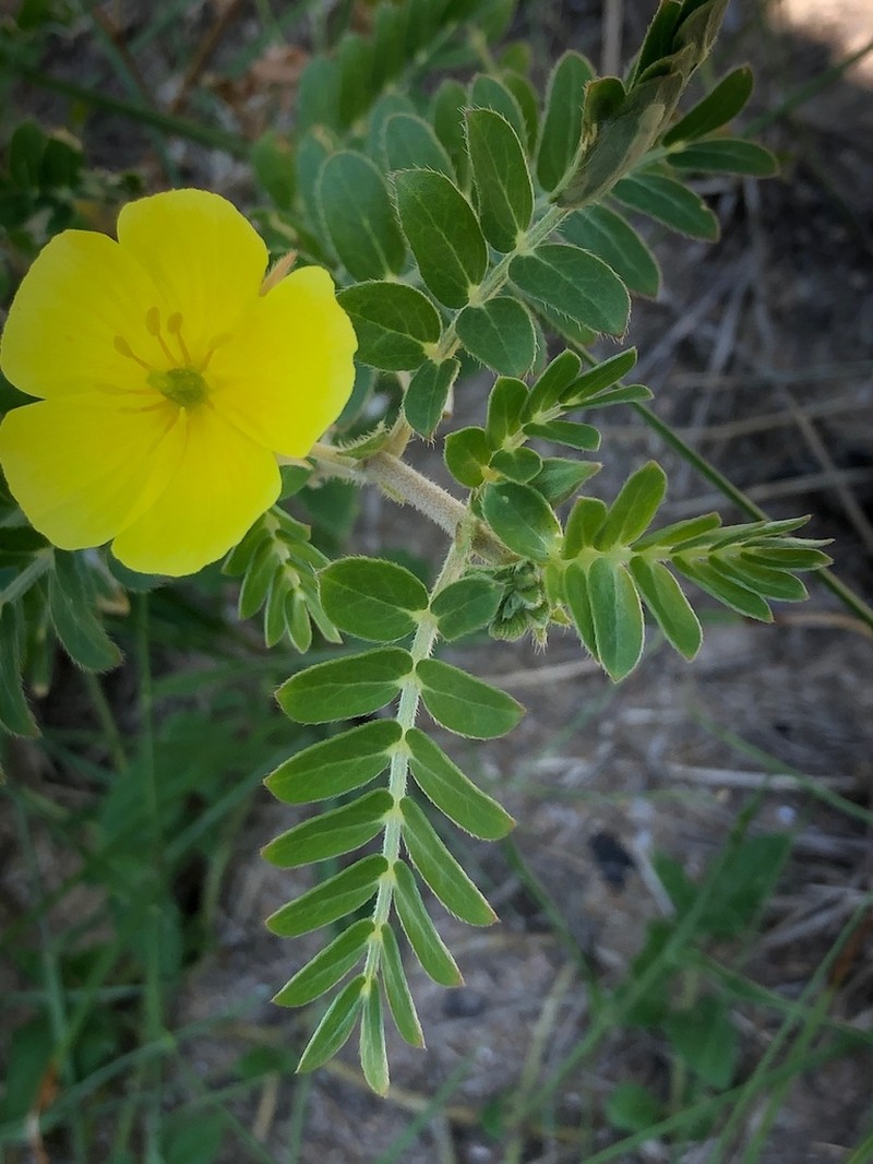 Jamaican Feverplant photo 5