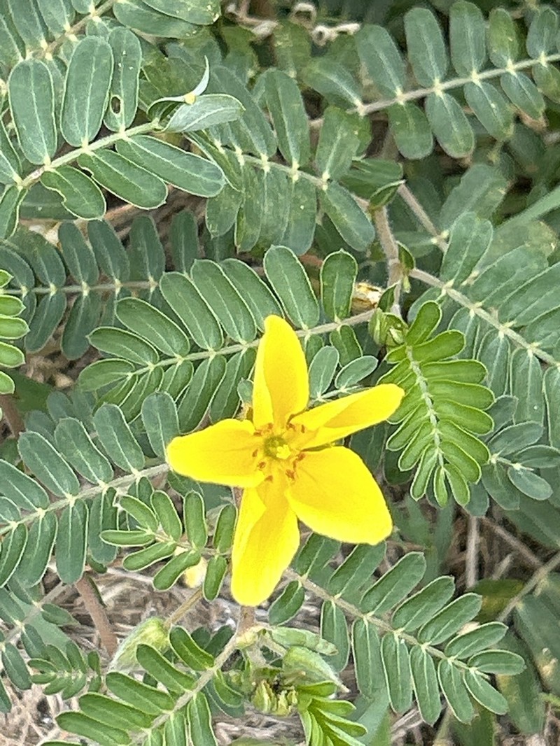 Jamaican Feverplant photo 6