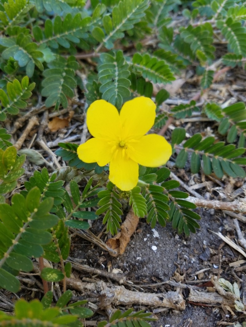 Jamaican Feverplant photo 7
