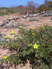Jamaican Feverplant