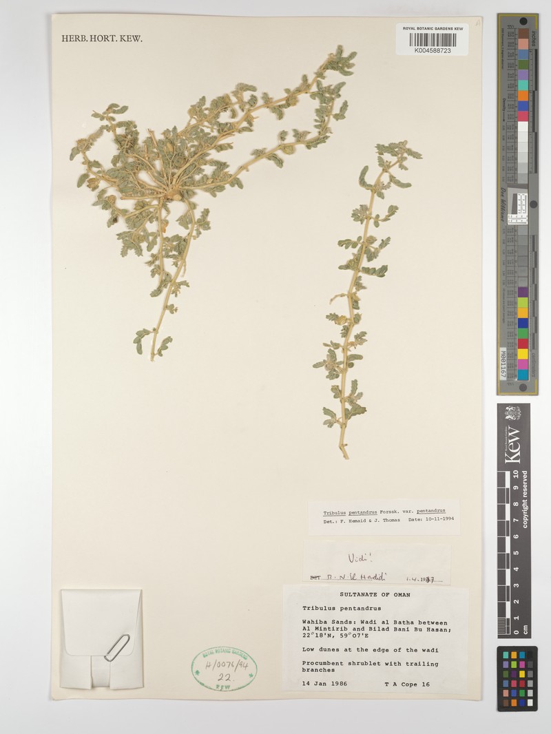 Tribulus pentandrus var. pentandrus