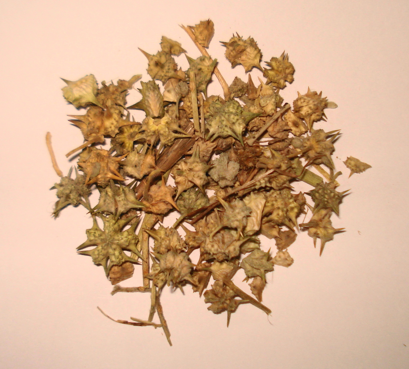 Puncturevine photo 4