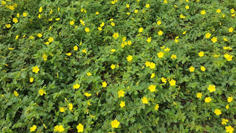Puncturevine photo 2